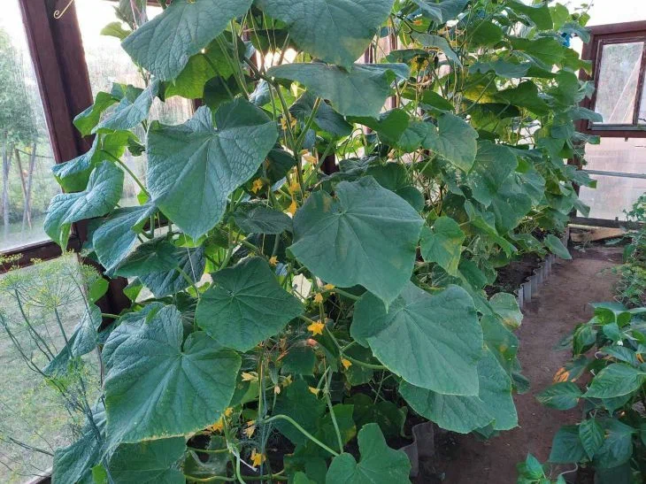 Огурцы будут плодоносить ведрами: проверенный график удобрений, который подходит для любого сорта Огурцы