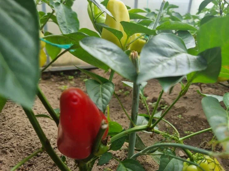 Можно ли сажать по два перца в одну лунку: как не потерять урожай из-за одной ошибки Перец