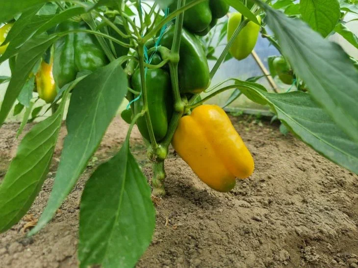 Урожай перца увеличится втрое: чем подкормить рассаду для мясистых плодов Перец