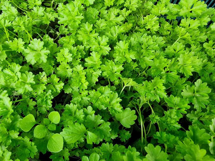 Что посадить там, где появляются слизни: растение, которое отпугивает вредителя петрушка