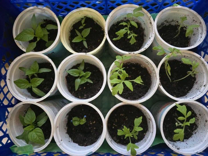 Чем подкормить рассаду при недостатке света: поможет сахар, но есть нюансы Рассада