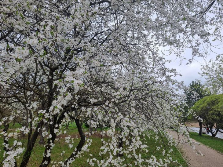 Приготовьтесь, погода продолжит удивлять: Дмитрий Рябов рассказал, что ждет на неделе с с 28 апреля по 4 мая деревья