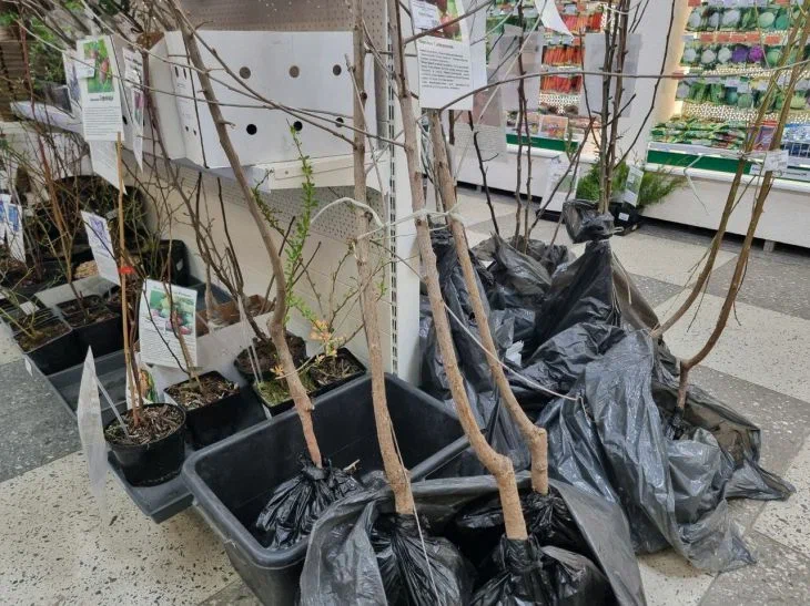 На что смотреть при покупке саженца: от продавцов правды не дождешься Саженцы