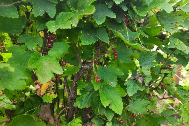 Как спасти розы и смородину от тли: проверенный метод за копейки Смородина