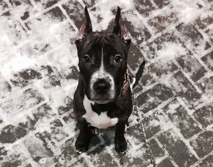 «Лера, ко мне!»: свекровь назвала собаку именем невестки, и та пережила унижение собака