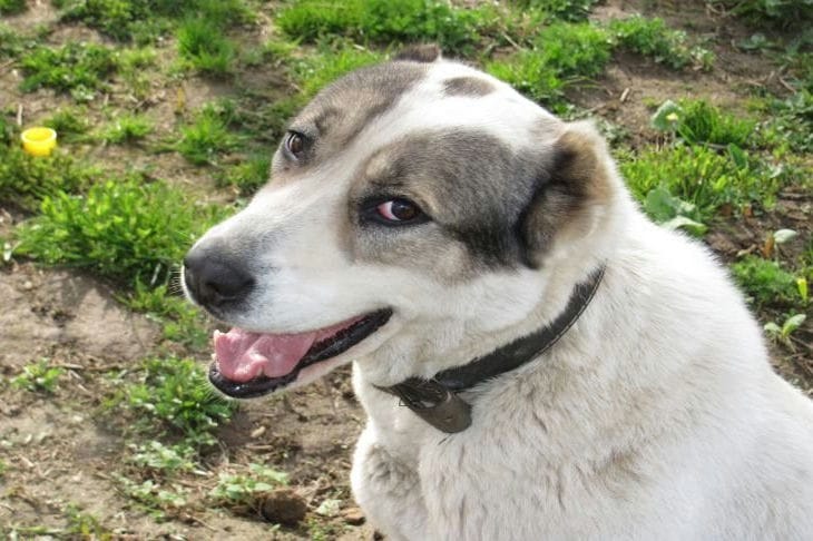 Эти покупки могут навредить собаке: что кинологи никогда не купят в зоомагазинах Собака