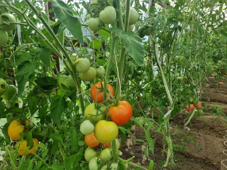 Что положить в лунку с помидорами, чтобы собрать ведро с куста томат