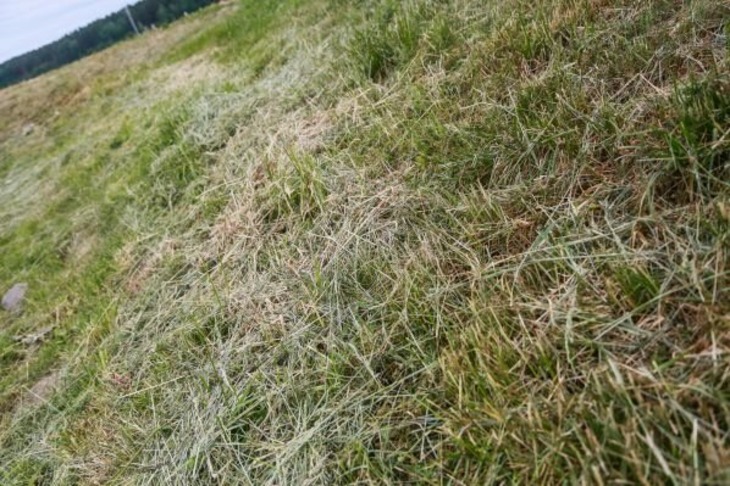 Можно ли избавиться от вредителей путем выжигания сухой травы: действенный метод или роковая ошибка Трава