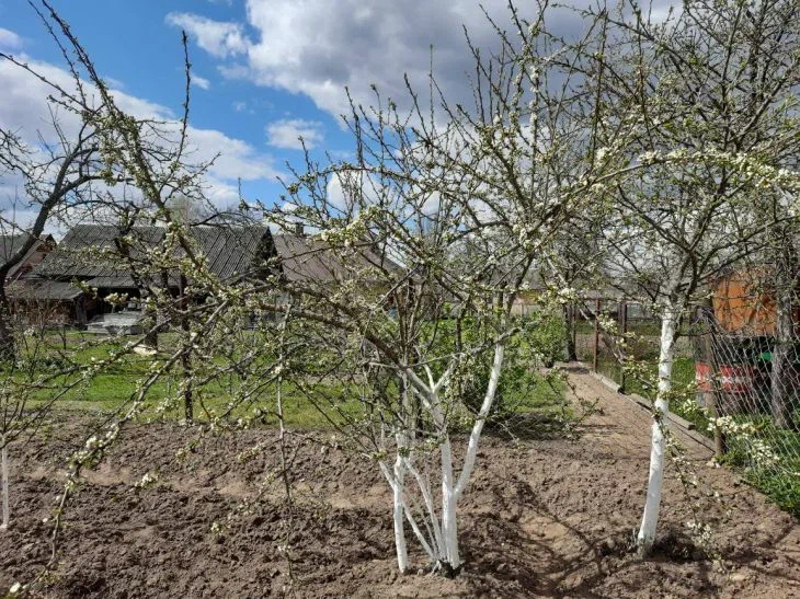 Что такое «ленивое садоводство»: должен знать каждый уважающий себя дачник Участок