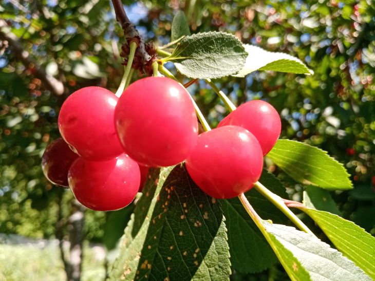 Почему у соседа вишня усыпана ягодами? Он использует этот «запретный» метод полива вишня