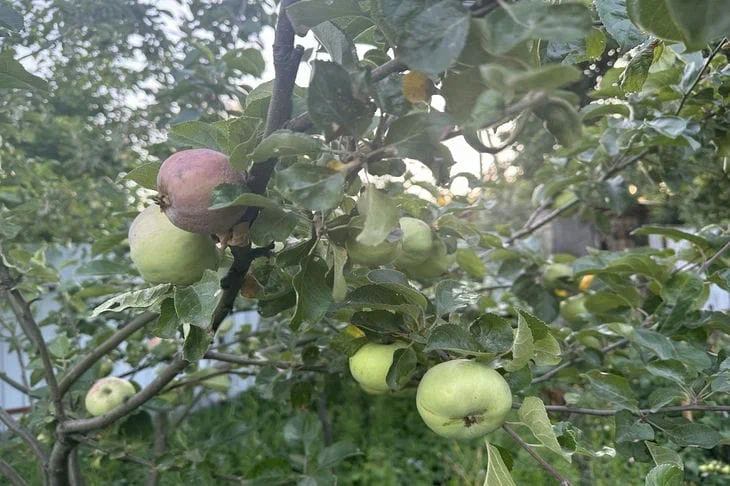 Что нужно сделать весной, чтобы яблоки не гнили летом: успейте до распускания почек Яблоки
