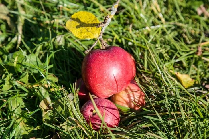 Только для своих: профессиональная схема подкормки яблонь от опытного садовода Яблоки