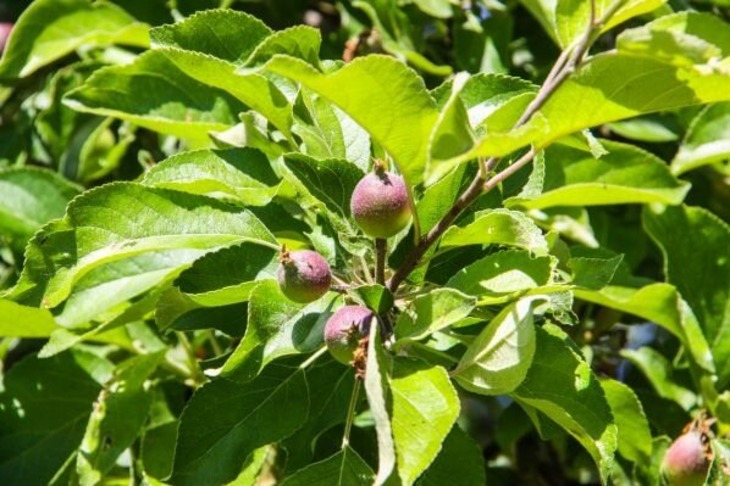 Что делать, если мыши сильно обгрызли яблоню: в деревнях научились возвращать деревья к жизни Яблоня