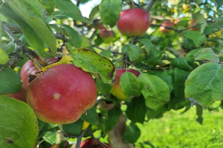 Эту таблетку закопайте под яблоню: урожай будет как в сказке — даже агрономы в шоке яблоня