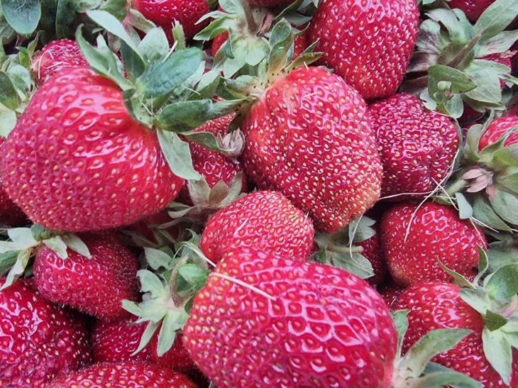 Когда нужно пересаживать клубнику и как правильно это сделать: дачники поделились опытом Клубника