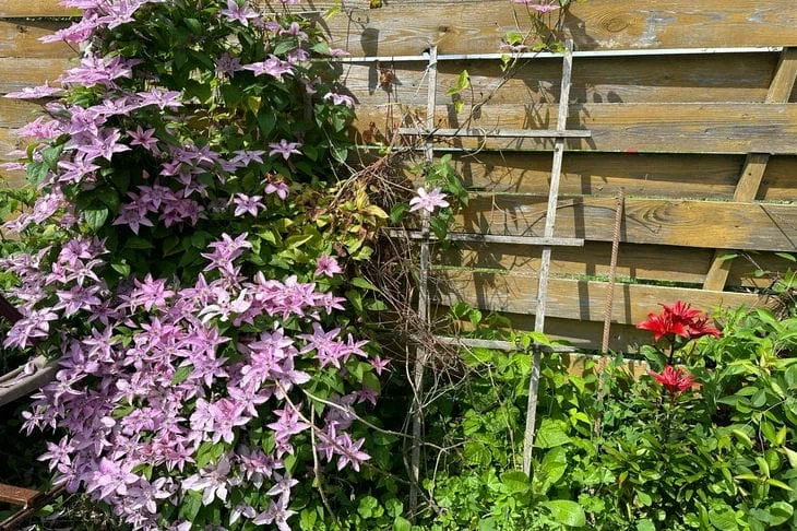 Как улучшить цветение клематиса: вряд ли соседка раскроет этот секрет Цветы