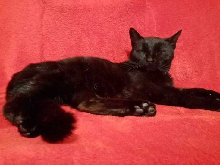 Как питомец продлевает вам жизнь: научные факты, которые вас удивят Кошка