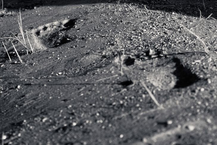 Какое озеро превращает животных в камень? Тайна щелочного кошмара, где жизнь застывает навеки Почва