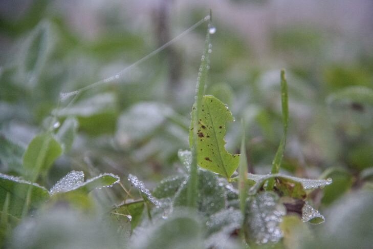 Такую погоду в понедельник обещают синоптики в Беларуси растения