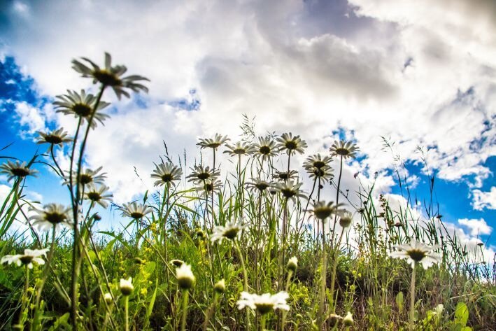 Эти растения переживут любую зиму: как создать неувядающий сад в условиях сурового климата растения