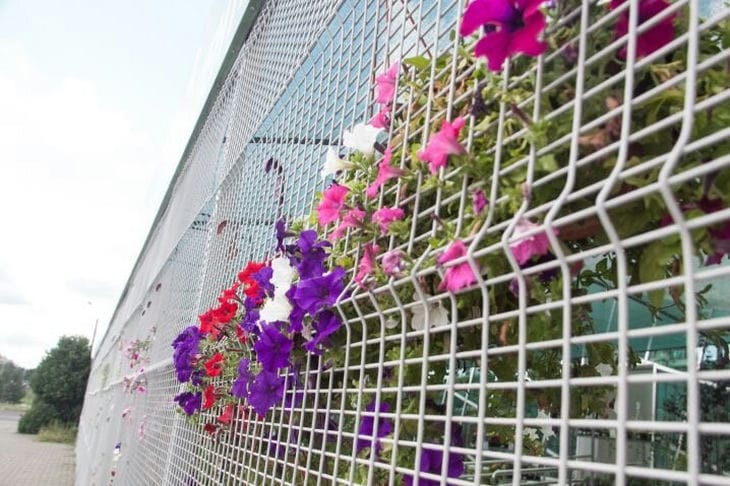 Как продлить цветение балконных растений: нужны не только удобрения Цветы