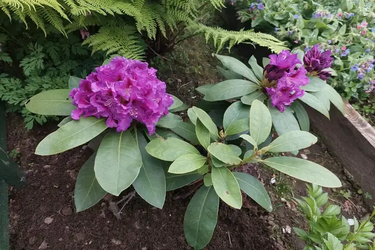 Какой сегодня праздник: 20 мая 2025 года Цветы