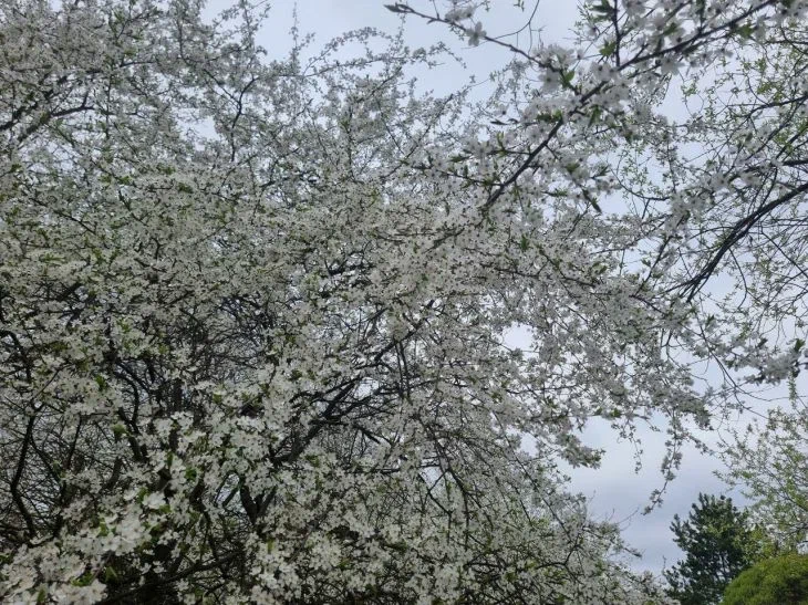 Какой сегодня праздник: 18 мая 2025 года Деревья