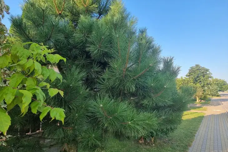 Какой сегодня праздник: 28 мая 2025 года Деревья