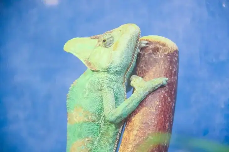 Что такое «эффект хамелеона»: вы могли ощущать его на себе Хамелеон