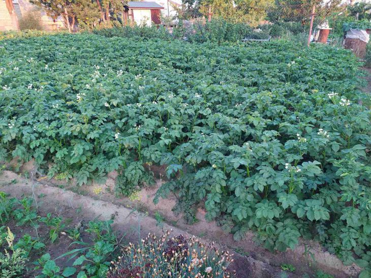 Не подкармливайте картошку этим популярным удобрением, иначе будут проблемы: важный совет дачникам картофель