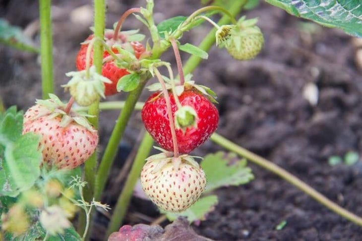 Клубника вырастет сочной и сладкой: дорогие удобрения не нужны Клубника