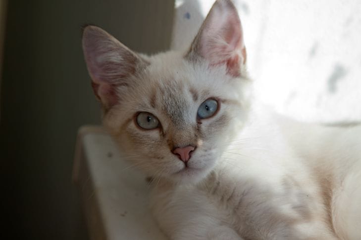 Коты управляют вашим домом: тайные знаки, которые вы игнорируете каждый день кот