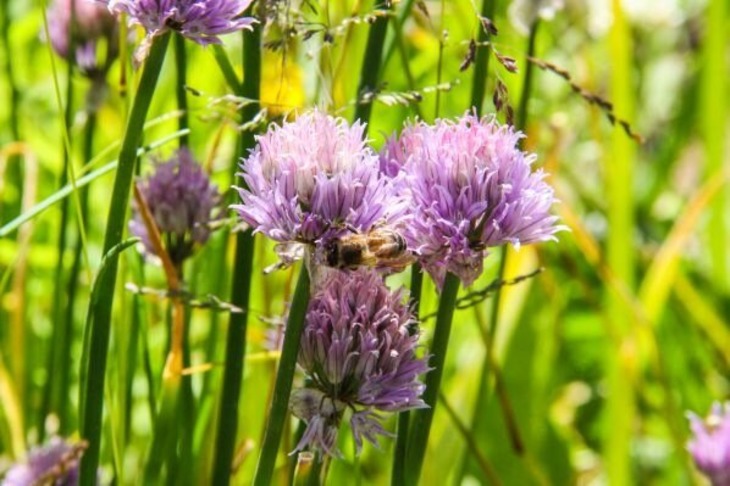 С какого лука можно собирать семена: узнайте, чтобы потом не разочароваться в урожае Лук