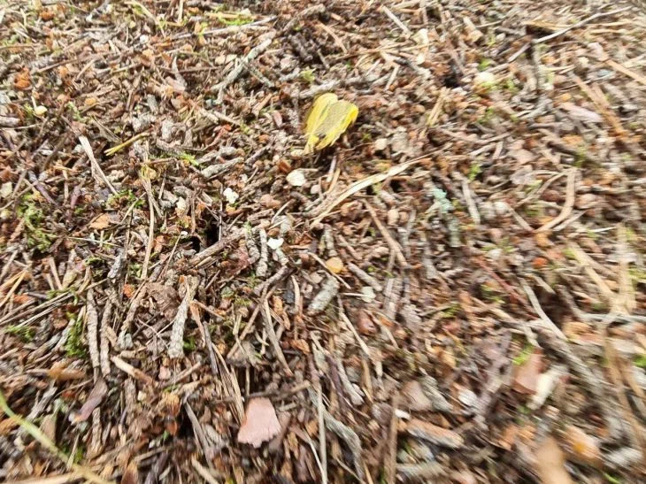 Как поступить с муравейником на участке: разумеется, нужно избавляться — вот как это сделать Муравьи