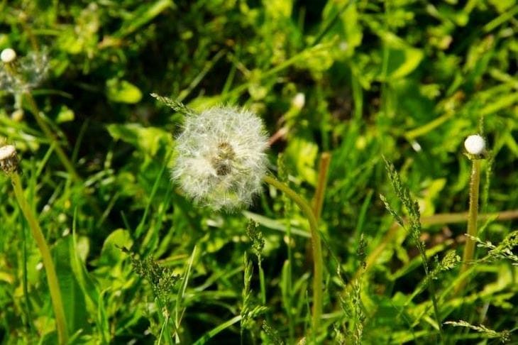 Одуванчик