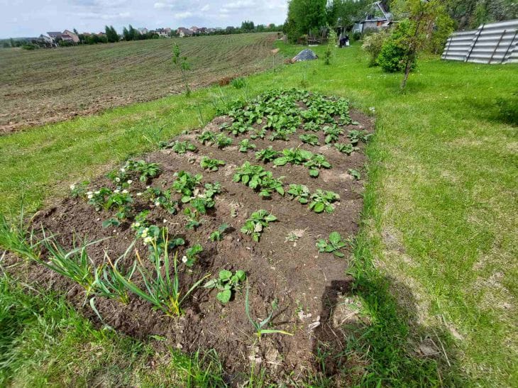 Лунный календарь для огорода: когда сажать, чтобы собрать вдвое больше огород