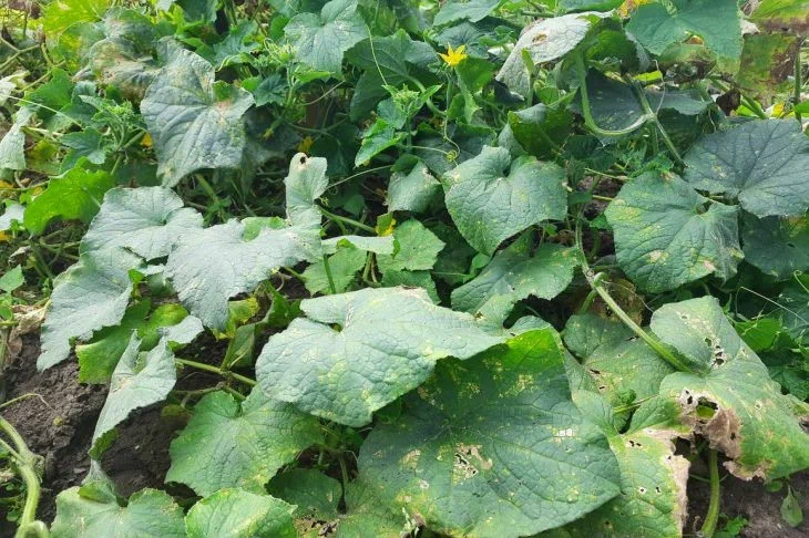 Почему не всем дачникам удается вырастить хороший урожай огурцов: они не знают об этих хитростях Огурцы