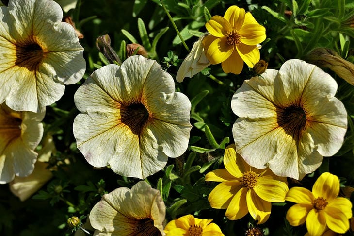 Цветы-убийцы: как петунии спасают огород от апокалипсиса петунии