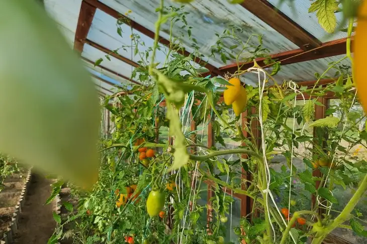 Как определить, что помидоры достигли спелости: не стоит ориентироваться на цвет Помидоры