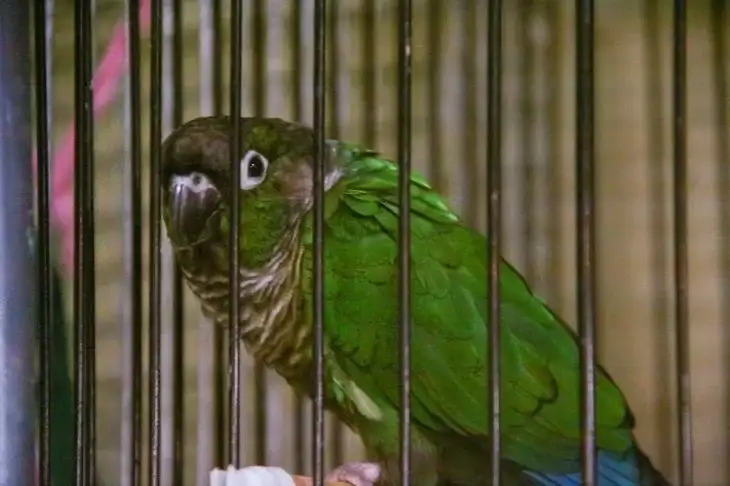 Наташа Королева опубликовала видео с новым членом семьи: его оставили на попечение певице сын с невесткой Попугай