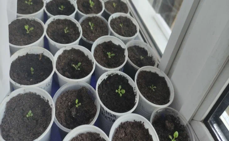 Как вырастить урожай на месяц раньше: простая хитрость с размером горшка для рассады Рассада