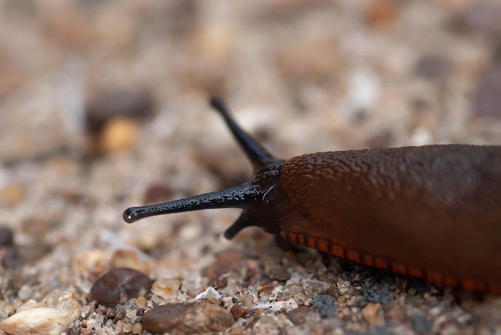 Слизни будут обходить ваш участок стороной. Вот что делают опытные дачники слизень