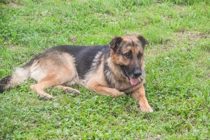 Обязательно ли дрессировать собаку: зависит от породы Собака