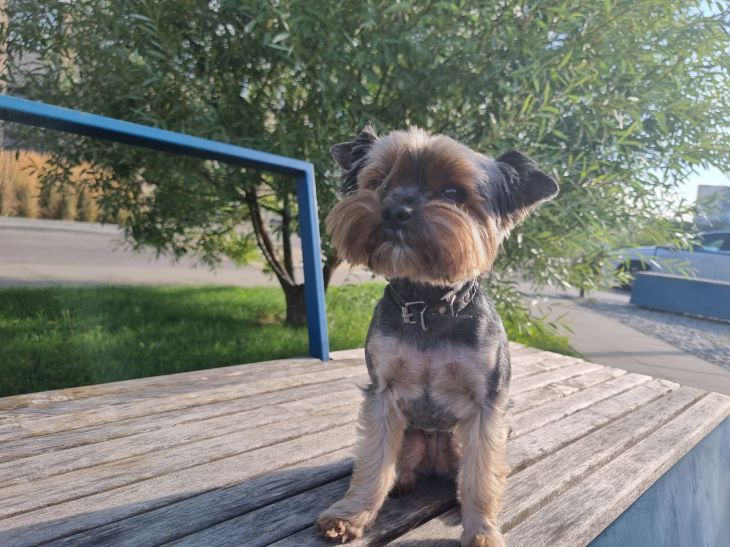 Срочно перестаньте гладить собаку за ухом: вот к чему это приводит собака