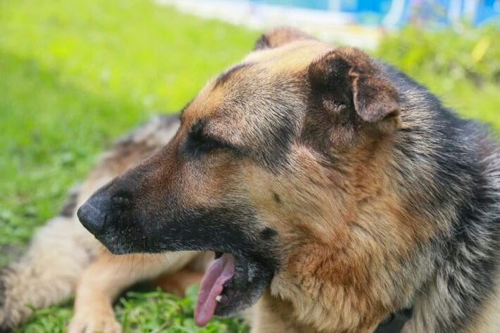 Почему собака грызет все вокруг: есть способы это исправить Собака