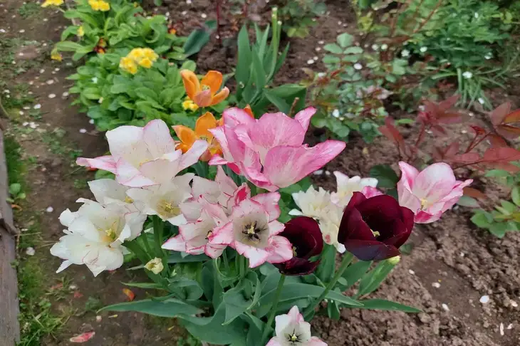 Цветоводы составили топ-9 луковичных цветов: они превратят любой сад в сказку Тюльпаны