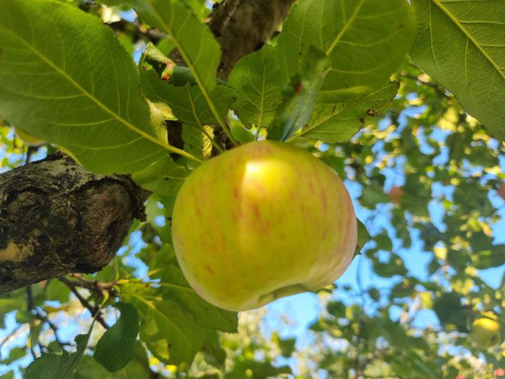 Чем опрыскать яблони в начале лета, чтобы плоды стали слаще меда: дачники в восторге яблоня