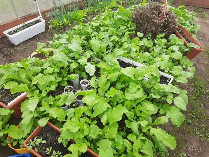 Что на самом деле происходит с растениями в летний зной? Эта хитрость снова заставит их расти Грядка