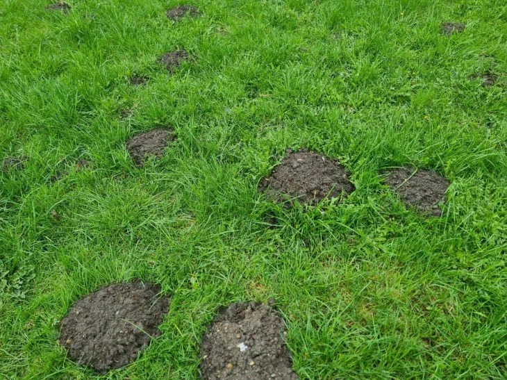 Назван простой способ очистить участок от кротов: без ловушек и яда Крот