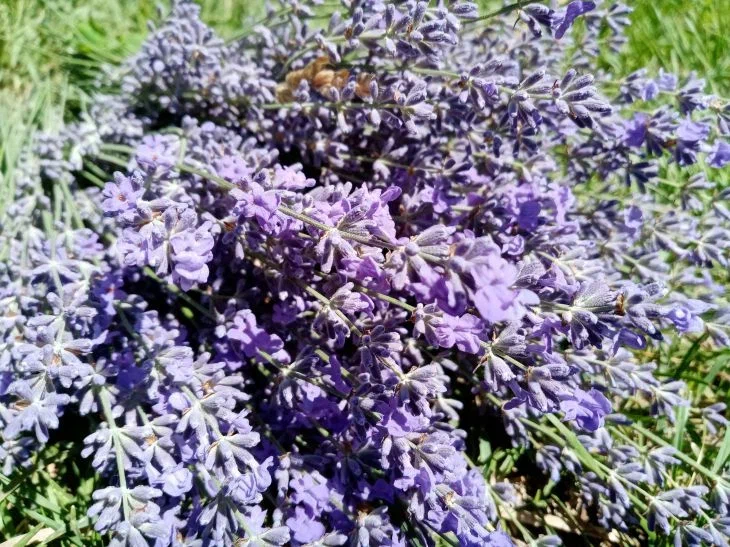 Эти ароматные травы дачники выращивают не только для чая: секреты травников Лаванда